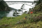 Harsh Paintbrush on grassy slope w/ Deception Pass & bridge bkgnd