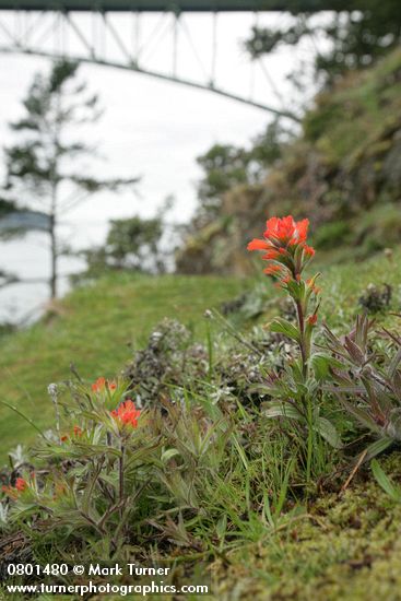 Castilleja hispida