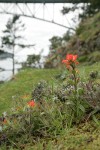 Harsh Paintbrush on grassy slope w/ Deception Pass & bridge bkgnd