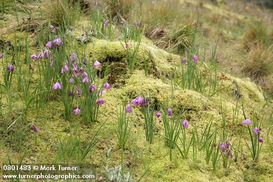 Olsynium douglasii