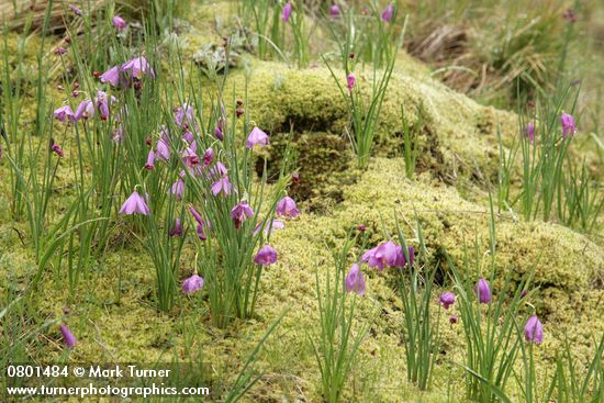 Olsynium douglasii