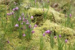 Grass Widows among mosses