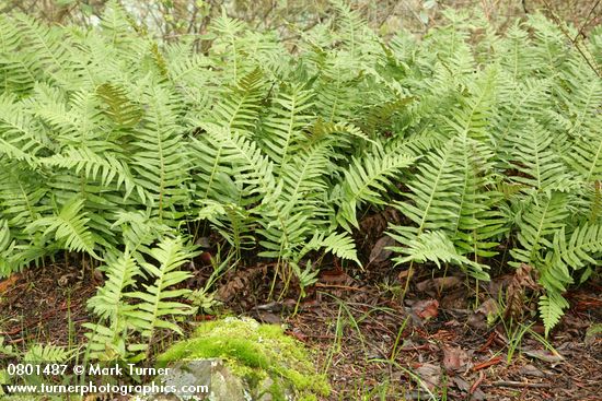 Polypodium glycyrrhiza