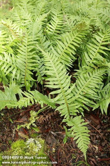 Polypodium glycyrrhiza