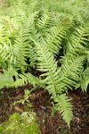 Licorice Ferns