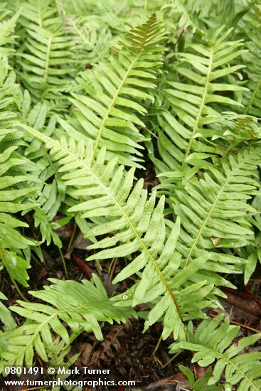 Polypodium glycyrrhiza