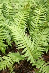 Licorice Ferns