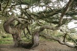 Contorted Douglas-fir at forest edge by beach