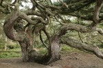 Contorted Douglas-fir at forest edge by beach