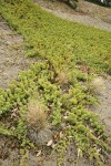 Seaside Juniper sprawling across sandy beach