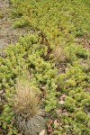 Seaside Juniper sprawling across sand