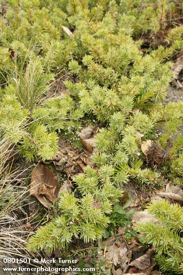 Juniperus maritima