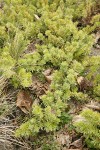 Seaside Juniper foliage