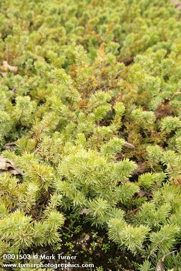 Juniperus maritima