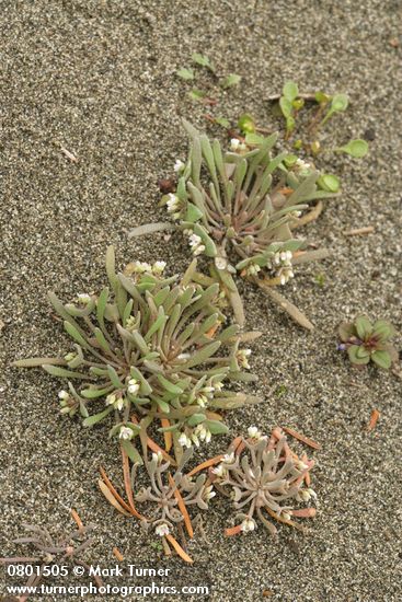 Claytonia exigua ssp. exigua