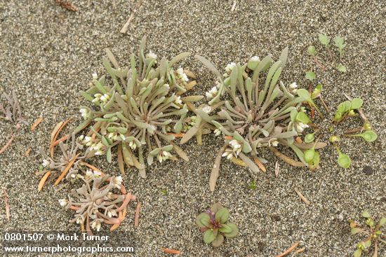 Claytonia exigua ssp. exigua