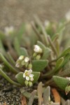 Pale Montia blossom & foliage detail