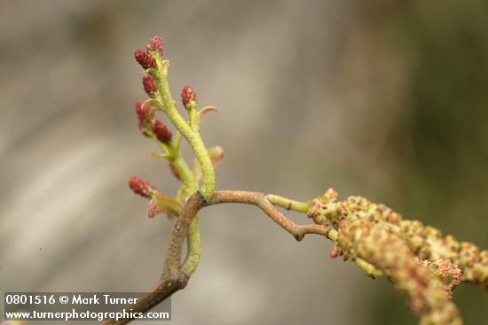 Alnus rubra