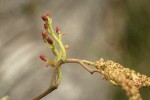 Red Alder male & female blossoms