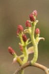 Red Alder male blossoms