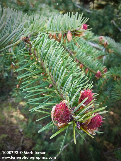 Pseudotsuga menziesii