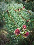 Douglas-fir female flowers & foliage