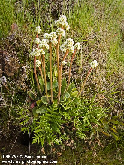 Saxifraga occidentalis; Pityrogramma triangularis