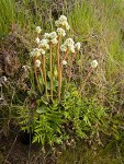 Western Saxifrage & Goldenback Fern