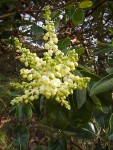 Madrone blossoms & foliage