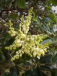 Madrone blossoms & foliage