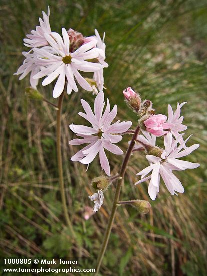 Lithophragma parviflorum