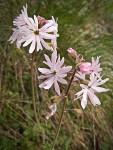 Small-flowered Prairie Star blossoms