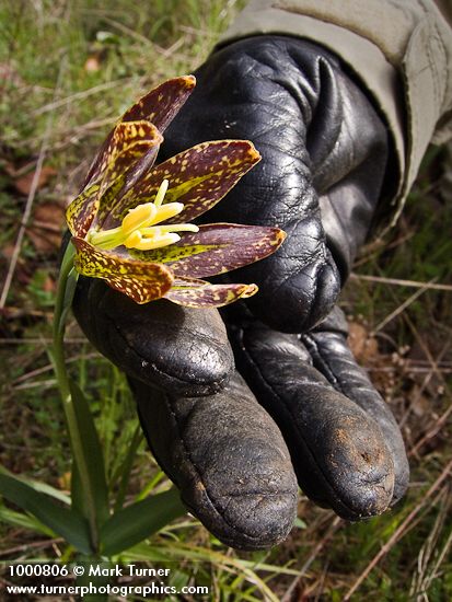 Fritillaria affinis