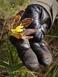 Checker Lily blossom framed by gloved fingers