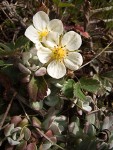 Beach Strawbeery blossoms & foliage w/ Broadleaf Stonecrop