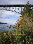 Harsh Paintbrush below Deception Pass bridge