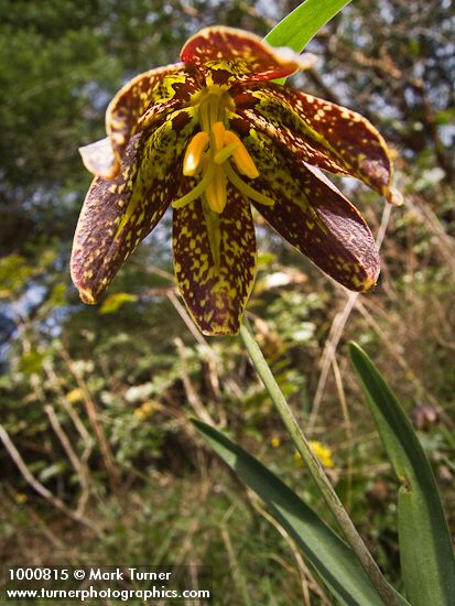 Fritillaria affinis