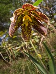 Checker Lily blossom