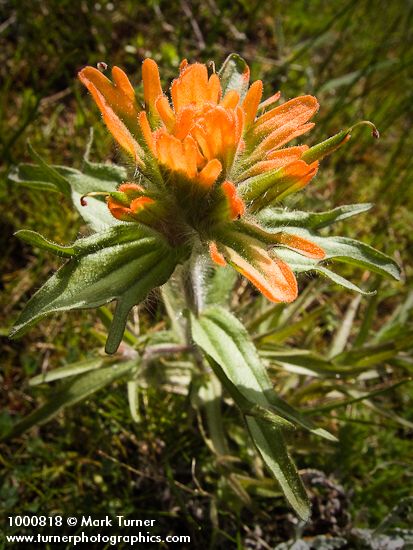 Castilleja hispida