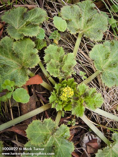 Sanicula crassicaulis