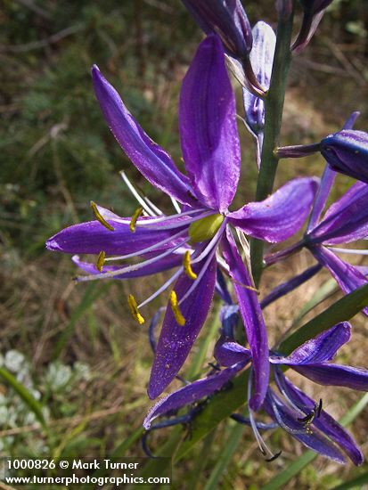 Camassia quamash