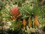 Douglas-fir female & male cones among foliage