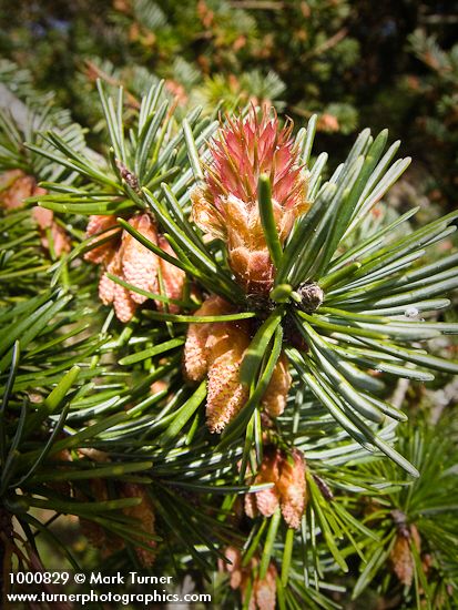 Pseudotsuga menziesii