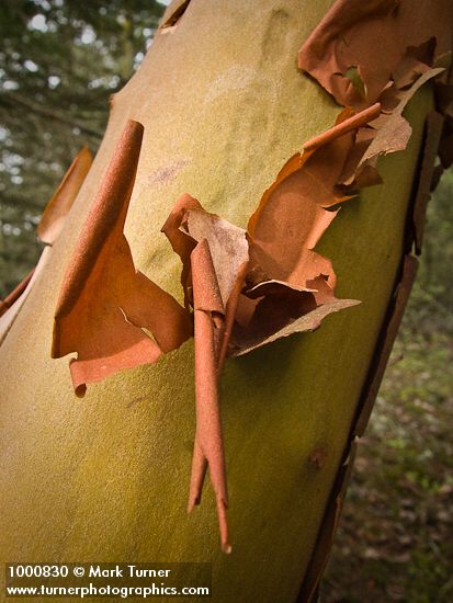 Arbutus menziesii