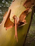 Peeling Madrona bark detail