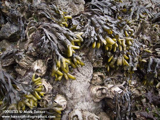 Fucus distichus; Balanus nubilis