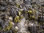 Rockweed w/ Giant Acorn Barnacles