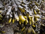 Rockweed