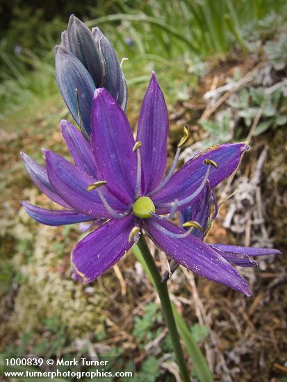 Camassia quamash