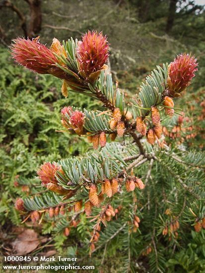 Pseudotsuga menziesii